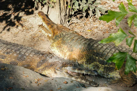 False gharial is sunbathing in the morning to warm up.の写真素材