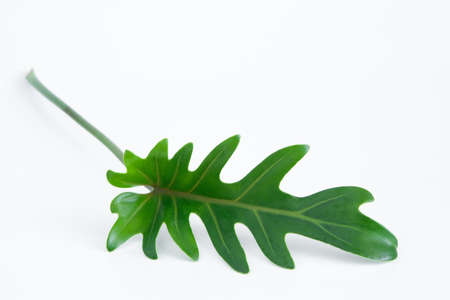 Green Philodendron Xanadu popular foliage adorned and decorated on white background.の写真素材