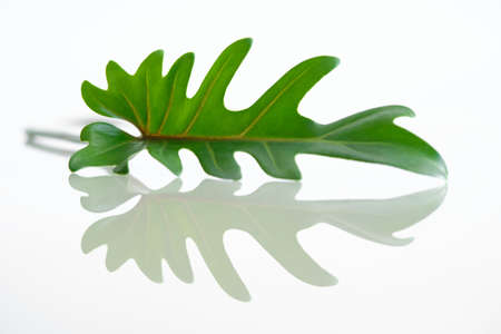 Green Philodendron Xanadu and Reflection, popular foliage adorned on white background.の写真素材