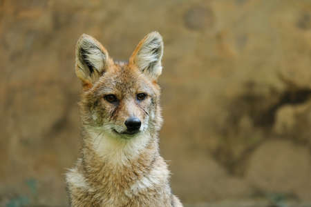 Different actions of the golden jackal during the day. Close up of golden jackal faceの写真素材