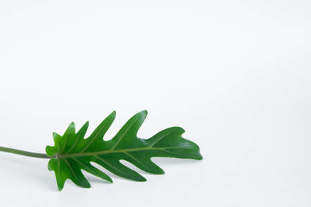 Green Philodendron Xanadu popular foliage adorned and decorated on white background.の写真素材