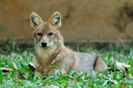 Different actions of the golden jackal during the day. Golden jackal resting on lawnの写真素材