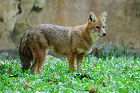 Different actions of the golden jackal during the day. Golden jackal standing on lawnの写真素材