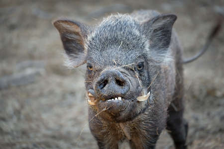 ugly wild boar because it was disabled.の写真素材
