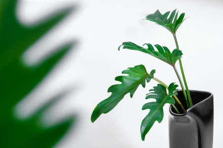 Green Philodendron Xanadu popular foliage adorned and decorated on white background.の写真素材