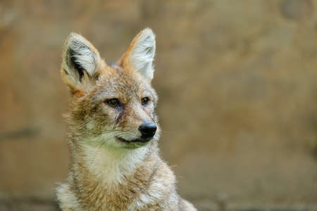 Different actions of the golden jackal during the day. Close up of golden jackal faceの写真素材