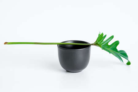 Green Philodendron Xanadu is placed on a black cup, popular leaves adorned on a white background.の写真素材