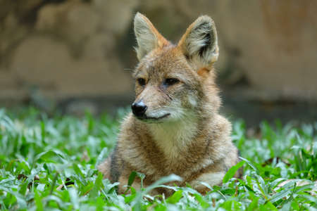 Different actions of the golden jackal during the day. Golden jackal resting on lawnの写真素材