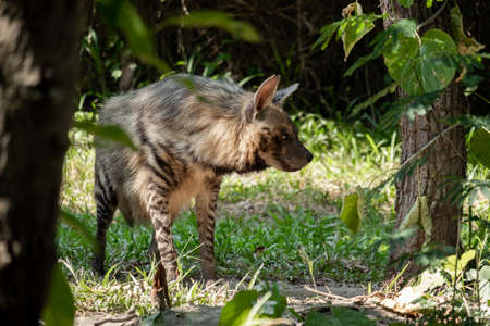 Striped hyenas have a broad head with dark eyes, a thick muzzle, and large, pointed ears.の写真素材