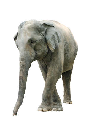 Elephant isolated on white background. Elephants are the largest land mammals on earth and have distinctly massive bodies, large ears, and long trunks.の写真素材