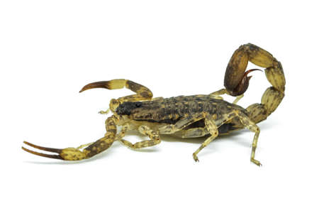 Chinese Swimming Scorpion is considered the most widespread and common scorpion species across Southeast Asiaの写真素材