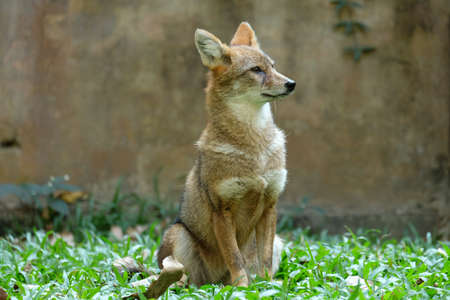Different actions of the golden jackal during the day. Golden jackal siting on lawnの写真素材