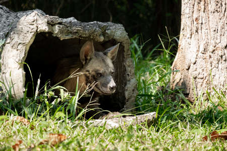 Striped hyenas have a broad head with dark eyes, a thick muzzle, and large, pointed ears.の写真素材