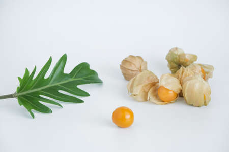 Cape gooseberrys are decorated with xanadu leaf on white background.の写真素材