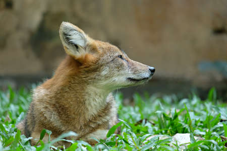 Different actions of the golden jackal during the day. Golden jackal resting on lawnの写真素材