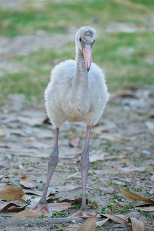 Flamingos are born with gray plumage, which gradually turn pink as their food contains canthaxanthin, such as brine shrimp and blue-green algae.の写真素材