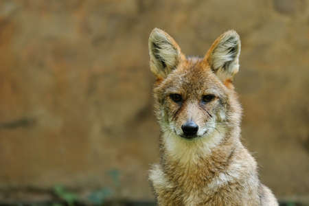 Different actions of the golden jackal during the day. Close up of golden jackal faceの写真素材