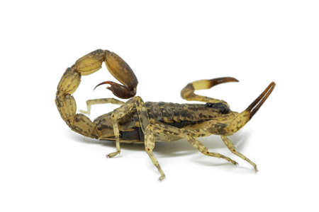 Chinese Swimming Scorpion is considered the most widespread and common scorpion species across Southeast Asiaの写真素材