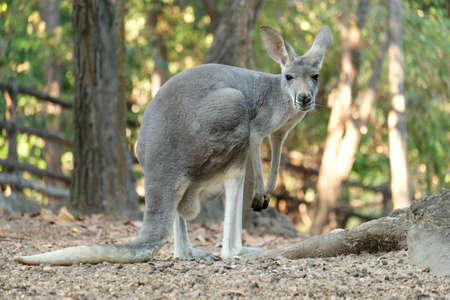 A female kangaroo has joey growing up in the pouch.の写真素材