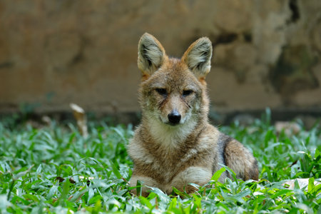 Different actions of the golden jackal during the day. Golden jackal resting on lawnの写真素材