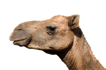 Close-up photo of camel face isolated on white backgroundの写真素材