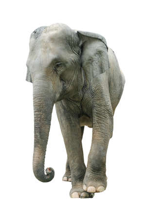 Elephant isolated on white background. Elephants are the largest land mammals on earth and have distinctly massive bodies, large ears, and long trunks.の写真素材