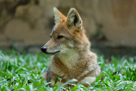 Different actions of the golden jackal during the day. Golden jackal resting on lawnの写真素材