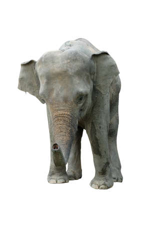 Elephant isolated on white background. Elephants are the largest land mammals on earth and have distinctly massive bodies, large ears, and long trunks.の写真素材