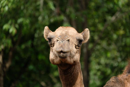 Close-up photo of camel faceの写真素材