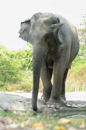 Elephants are the largest land mammals on earth and have distinctly massive bodies, large ears, and long trunks.の写真素材