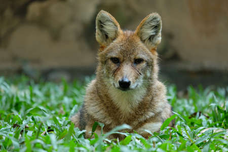 Different actions of the golden jackal during the day. Golden jackal resting on lawnの写真素材
