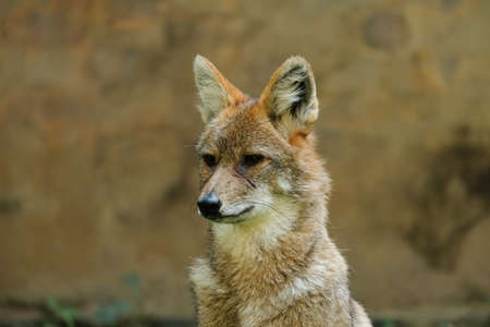 Different actions of the golden jackal during the day. Close up of golden jackal faceの写真素材