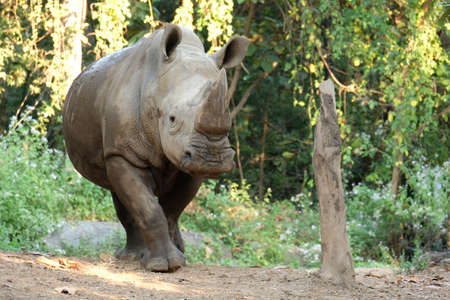 The white rhinoceros lives in Africa, in long and short-grass savannahs.の写真素材