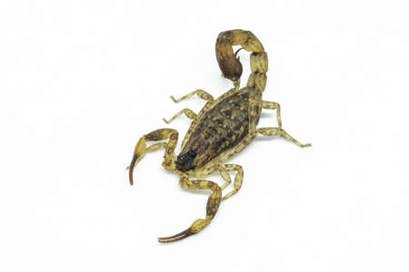 Chinese Swimming Scorpion is considered the most widespread and common scorpion species across Southeast Asiaの写真素材