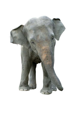 Elephant isolated on white background. Elephants are the largest land mammals on earth and have distinctly massive bodies, large ears, and long trunks.の写真素材