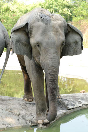 Elephants are the largest land mammals on earth and have distinctly massive bodies, large ears, and long trunks.の写真素材