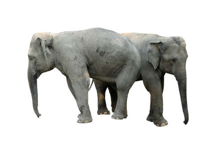 Elephant isolated on white background. Elephants are the largest land mammals on earth and have distinctly massive bodies, large ears, and long trunks.の写真素材