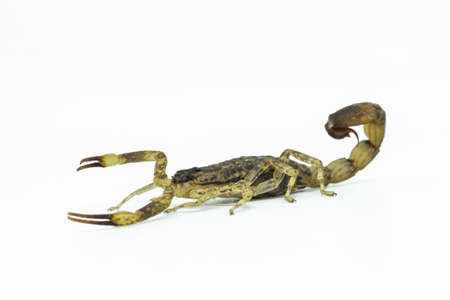 Chinese Swimming Scorpion is considered the most widespread and common scorpion species across Southeast Asiaの写真素材