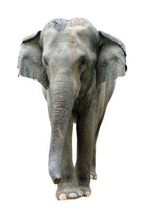 Elephant isolated on white background. Elephants are the largest land mammals on earth and have distinctly massive bodies, large ears, and long trunks.の写真素材