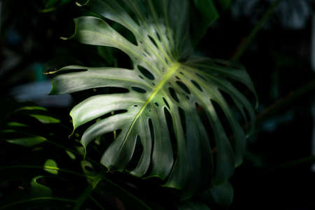 Monstera leaves as the sunlight shines from the roof.の写真素材