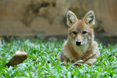 Different actions of the golden jackal during the day. Golden jackal resting on lawnの写真素材