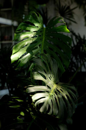 Monstera leaves as the sunlight shines from the roof.の写真素材