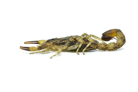 Chinese Swimming Scorpion is considered the most widespread and common scorpion species across Southeast Asiaの写真素材