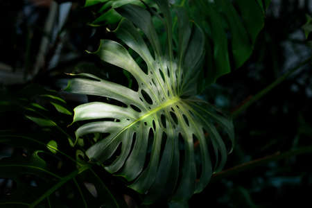 Monstera leaves as the sunlight shines from the roof.の写真素材