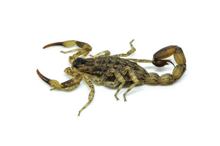 Chinese Swimming Scorpion is considered the most widespread and common scorpion species across Southeast Asiaの写真素材