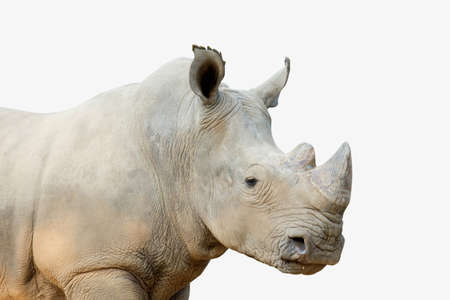 action of white rhinoceros isolated on whited backgroundの写真素材