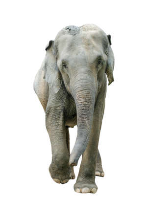 Elephant isolated on white background. Elephants are the largest land mammals on earth and have distinctly massive bodies, large ears, and long trunks.の写真素材