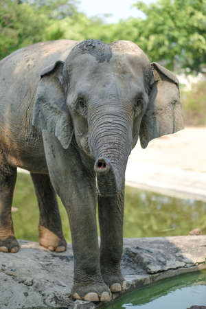 Elephants are the largest land mammals on earth and have distinctly massive bodies, large ears, and long trunks.の写真素材