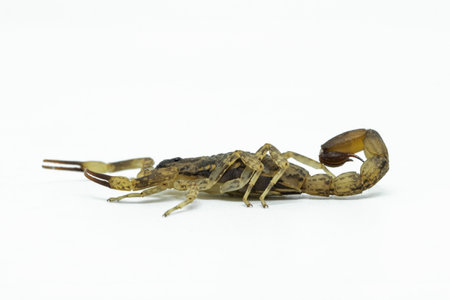 Chinese Swimming Scorpion is considered the most widespread and common scorpion species across Southeast Asiaの写真素材