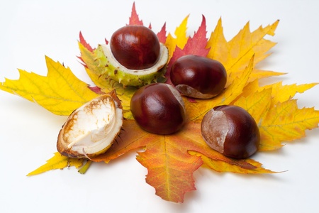 Chestnut with colorful leafs on white backgroundの写真素材